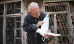 Necati Dede'nin 64 yıllık güvercin aşkı